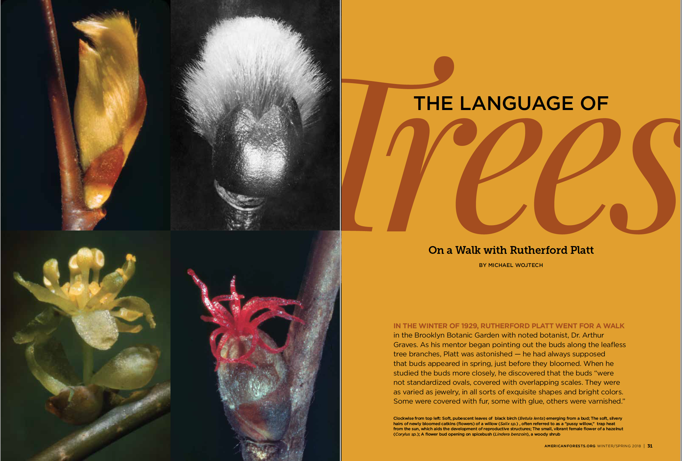 The Language of Trees_Michael Wojtech_American Forests Magazine