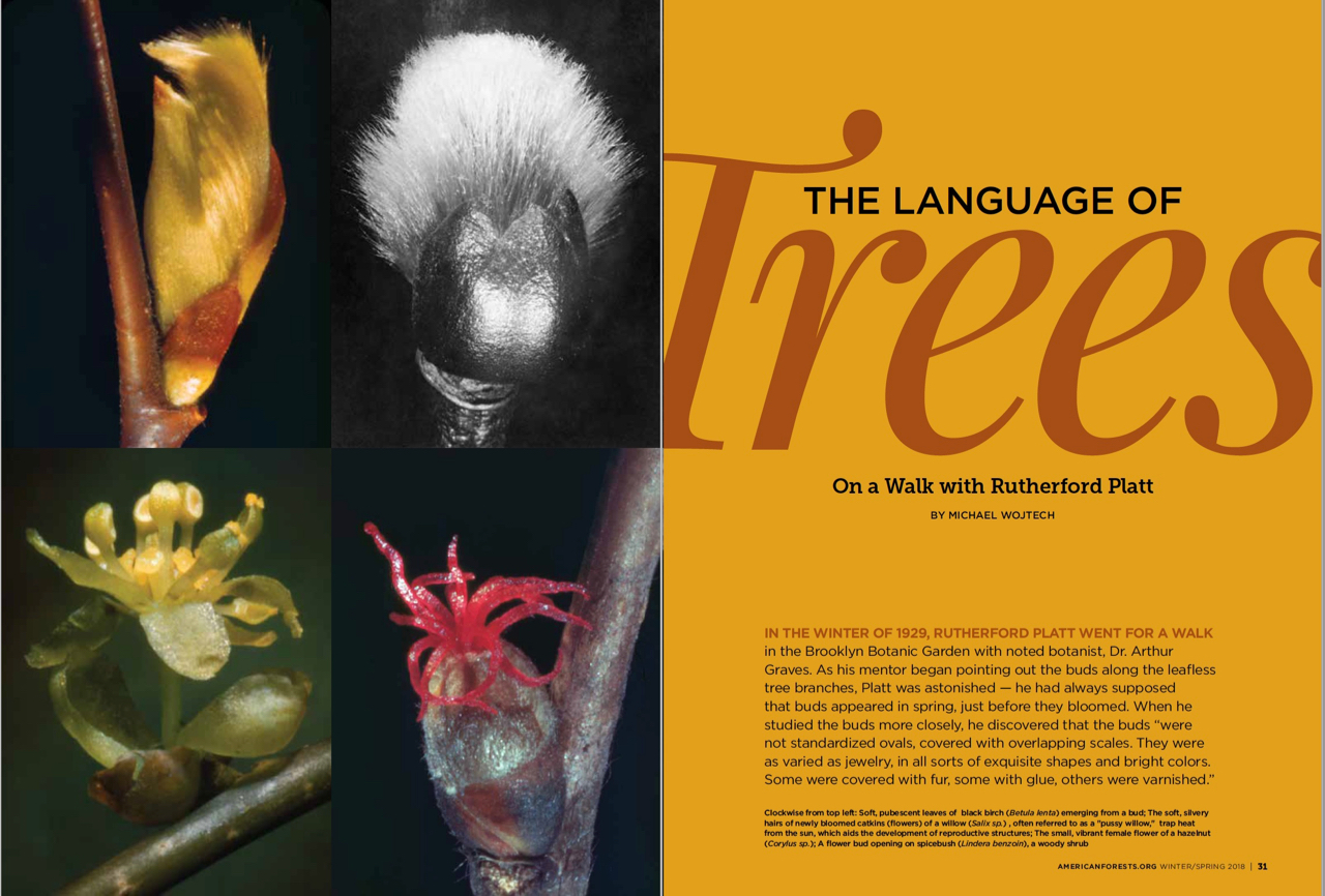The Language of Trees: On a Walk with Rutherford Platt – from American Forests Magazine