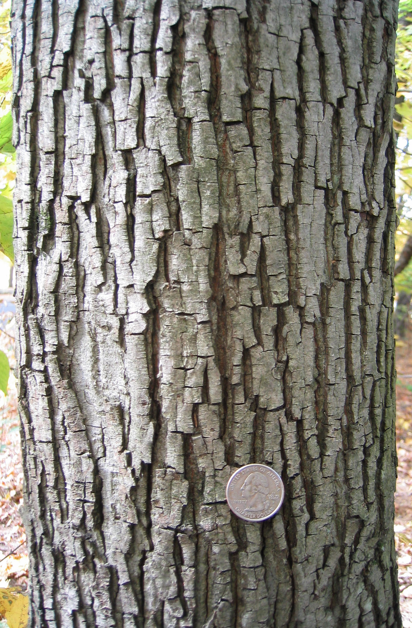 Getting to Know Bark – from Northern Woodlands