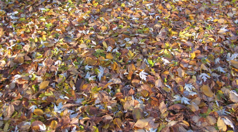 Autumn leaves_Michael Wojtech