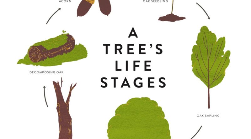 tree life stages_Julia Kuo_from Drawing Trees and Leaves