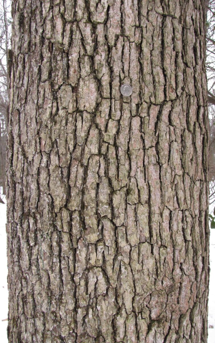 Winter Tree Bark Identification